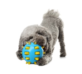 Photo of Cute dog playing with toy on white background. Adorable pet