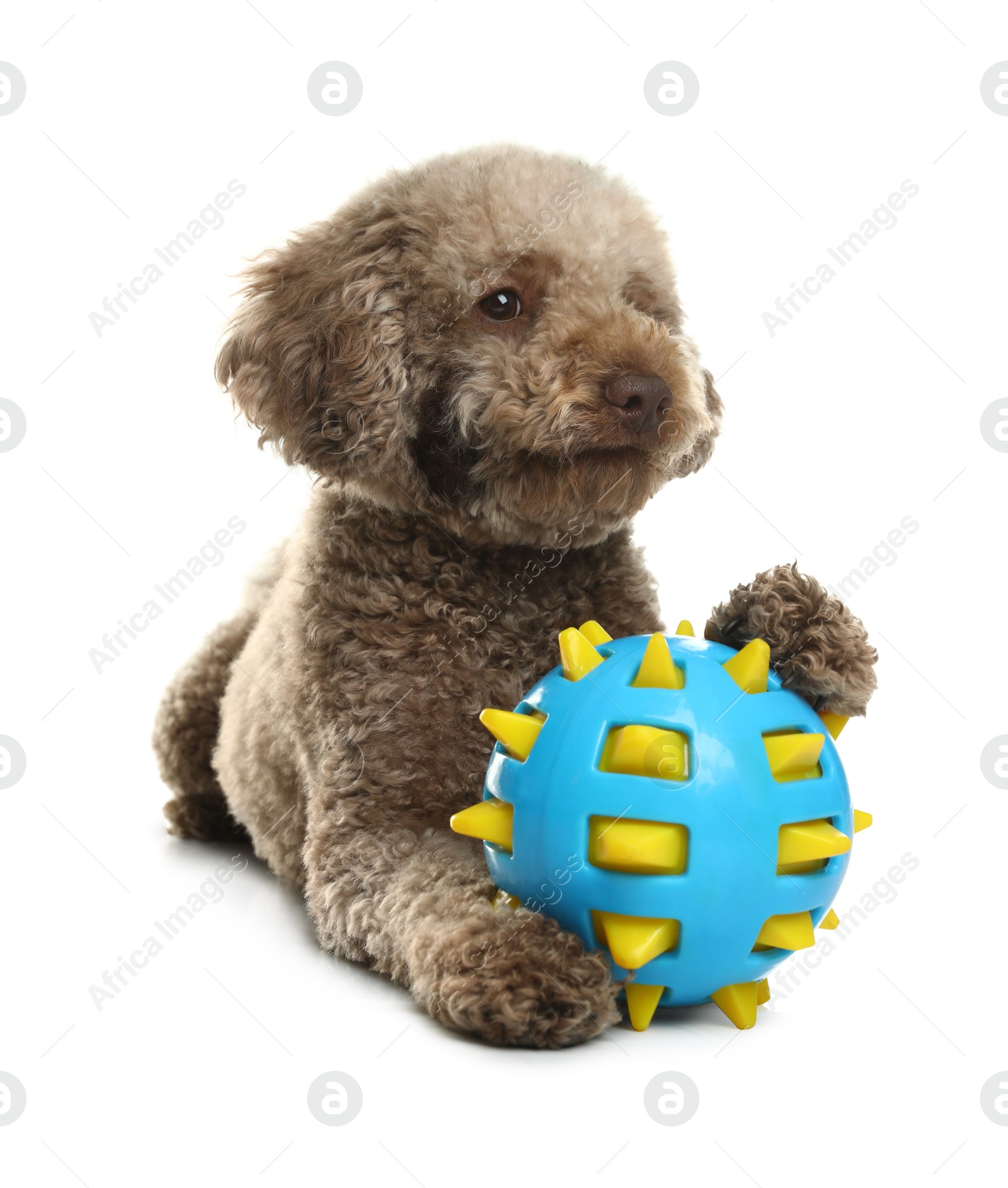 Photo of Cute dog with toy on white background. Adorable pet