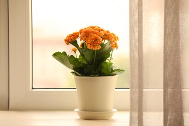 Photo of Beautiful kalanchoe flower in pot on windowsill