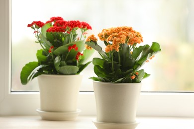 Photo of Different beautiful kalanchoe flowers in pots on windowsill