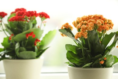 Photo of Different beautiful kalanchoe flowers in pots near window, closeup. Space for text