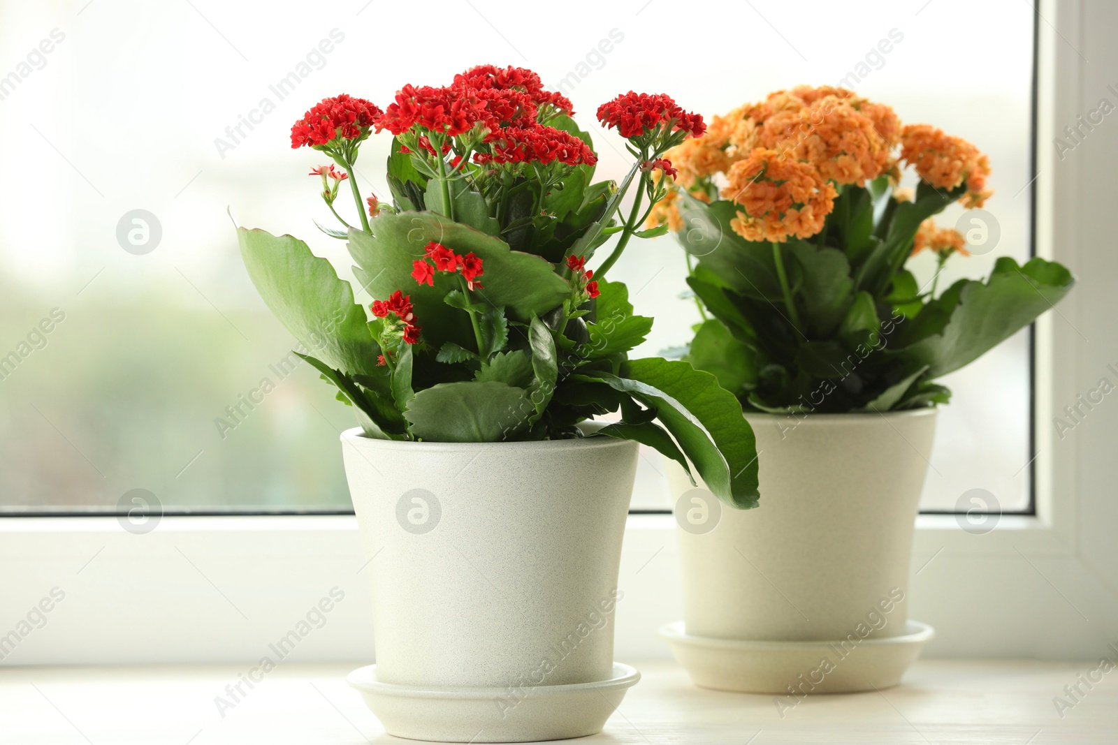 Photo of Different beautiful kalanchoe flowers in pots on windowsill