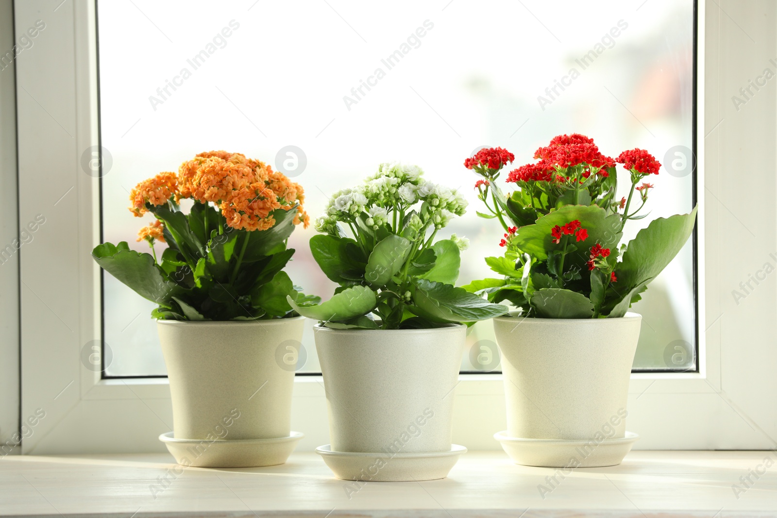 Photo of Different beautiful kalanchoe flowers in pots on windowsill