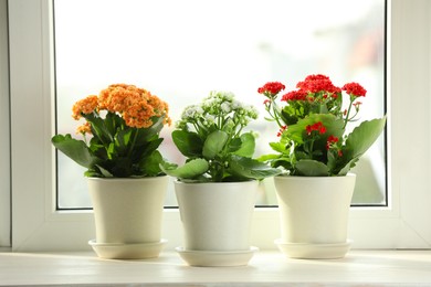 Different beautiful kalanchoe flowers in pots on windowsill