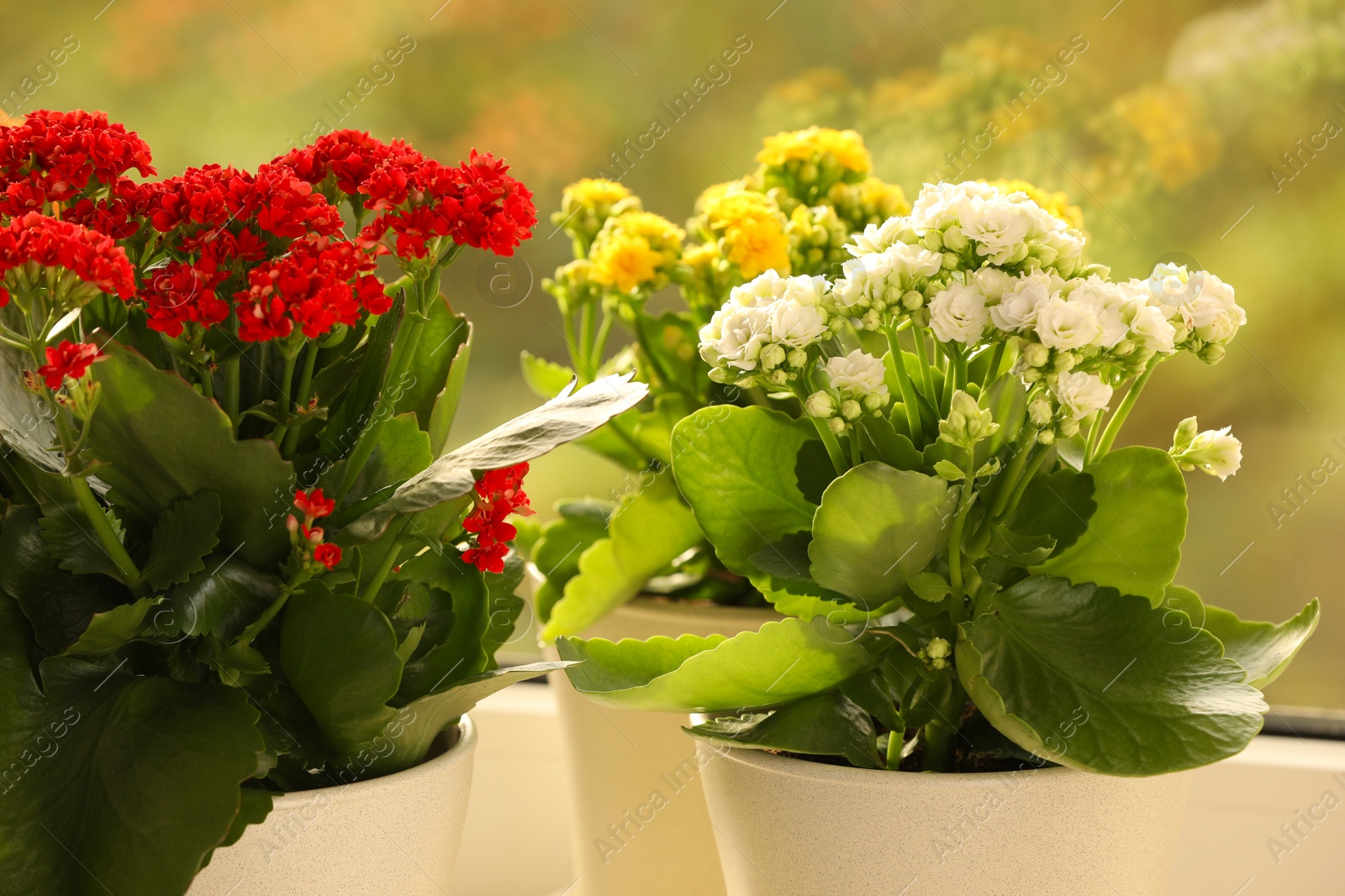 Photo of Different beautiful kalanchoe flowers in pots indoors, closeup