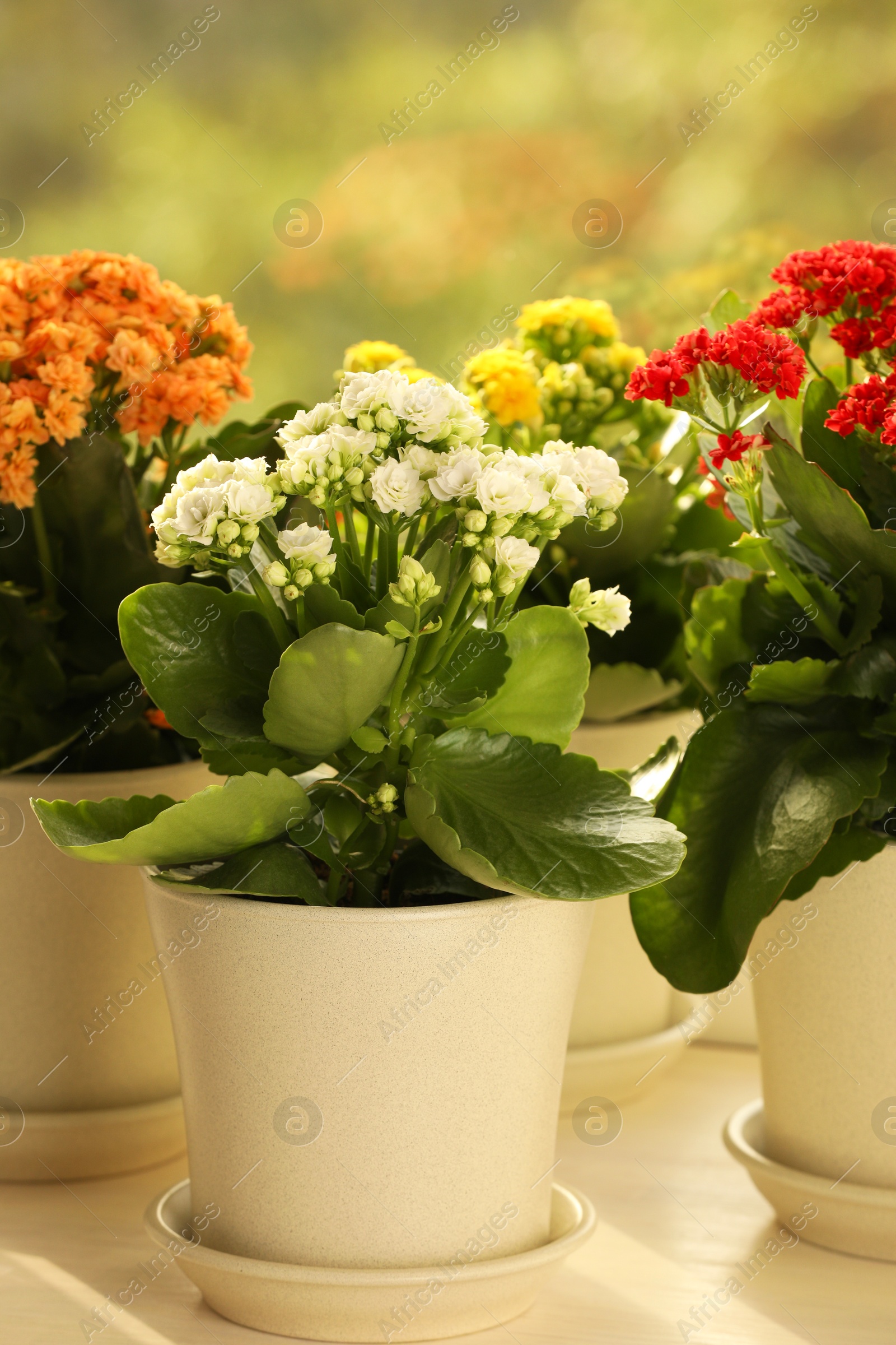 Photo of Different beautiful kalanchoe flowers in pots on windowsill