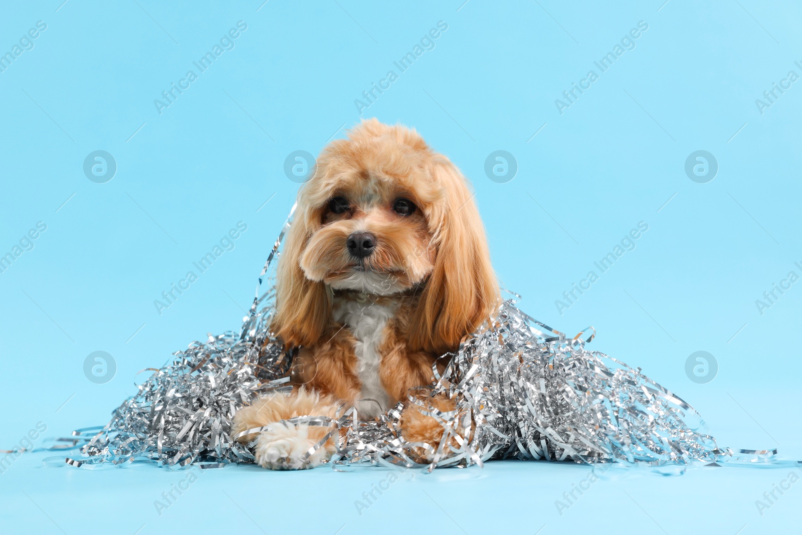 Photo of Cute dog with pile of shiny tinsels on light blue background