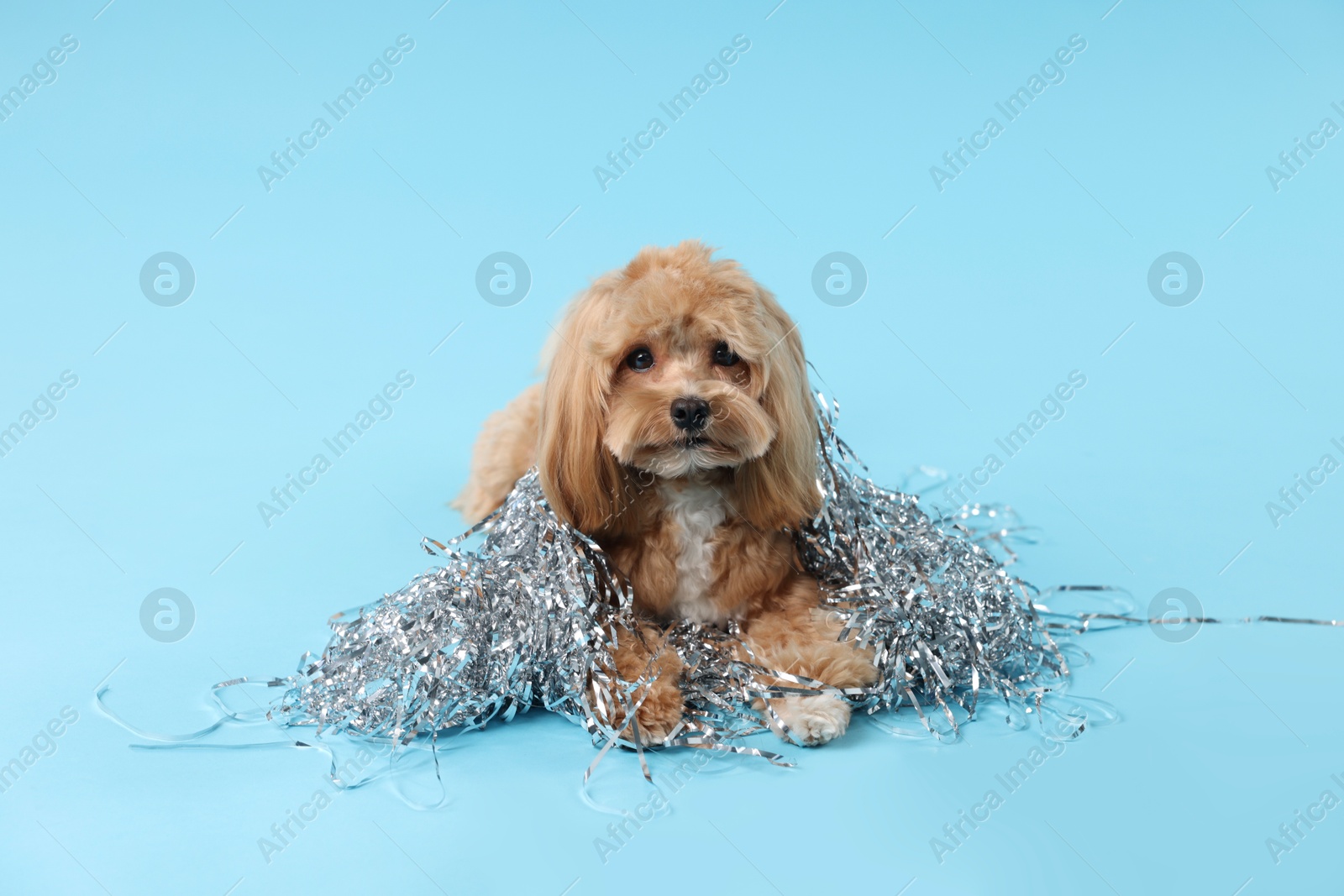 Photo of Cute dog with pile of shiny tinsels on light blue background