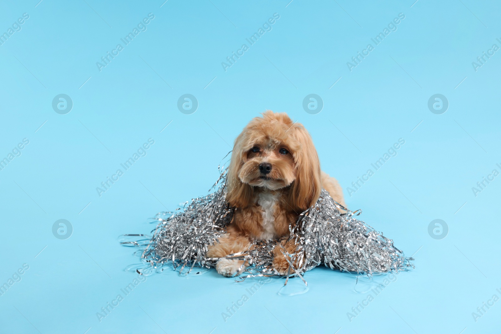 Photo of Cute dog with pile of shiny tinsels on light blue background