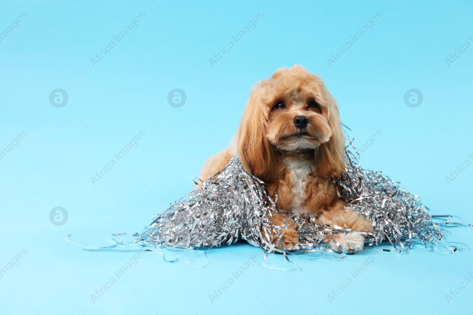 Photo of Cute dog with pile of shiny tinsels on light blue background. Space for text