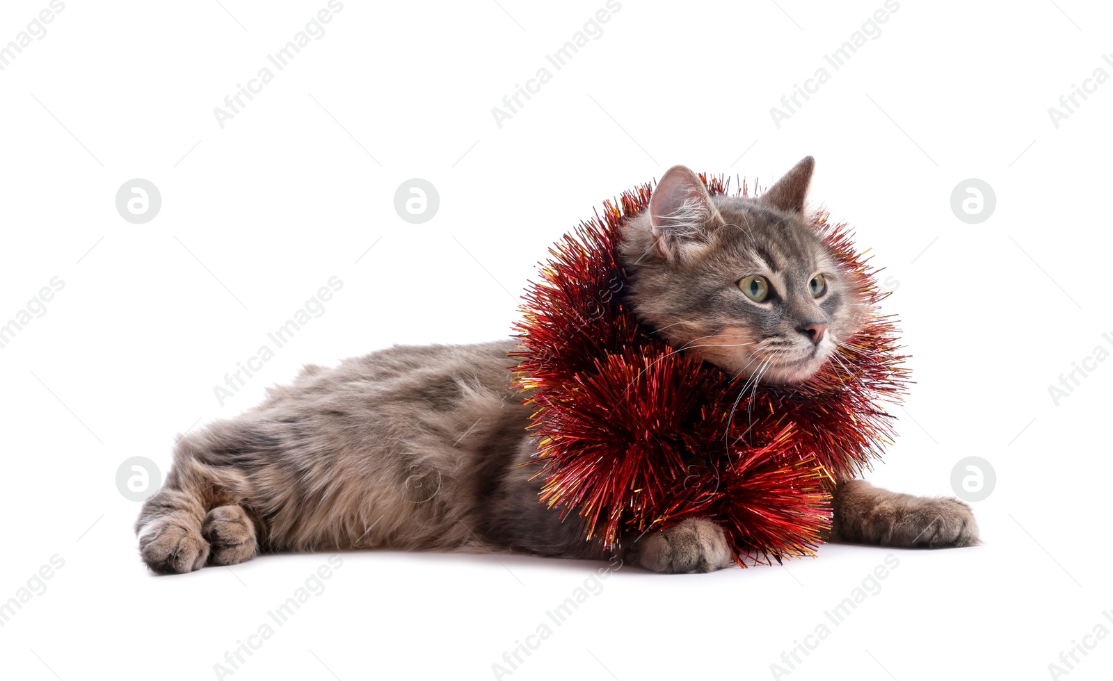 Photo of Cute cat with red Christmas tinsel isolated on white