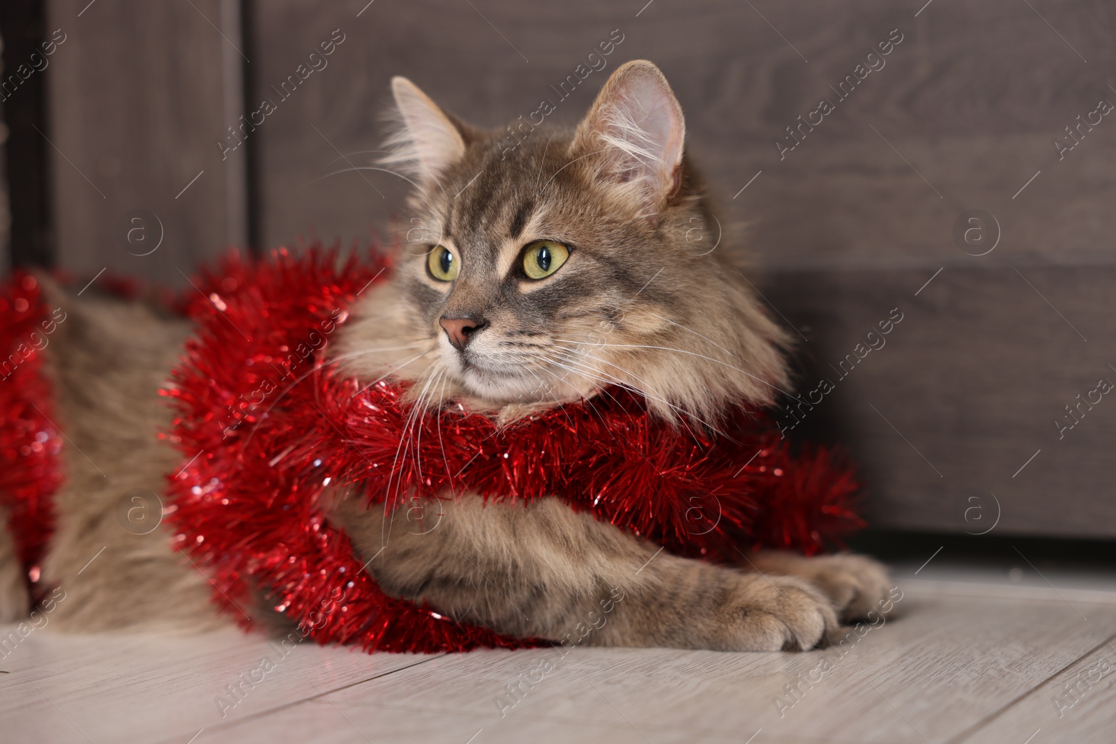 Photo of Cute cat with red Christmas tinsel on floor