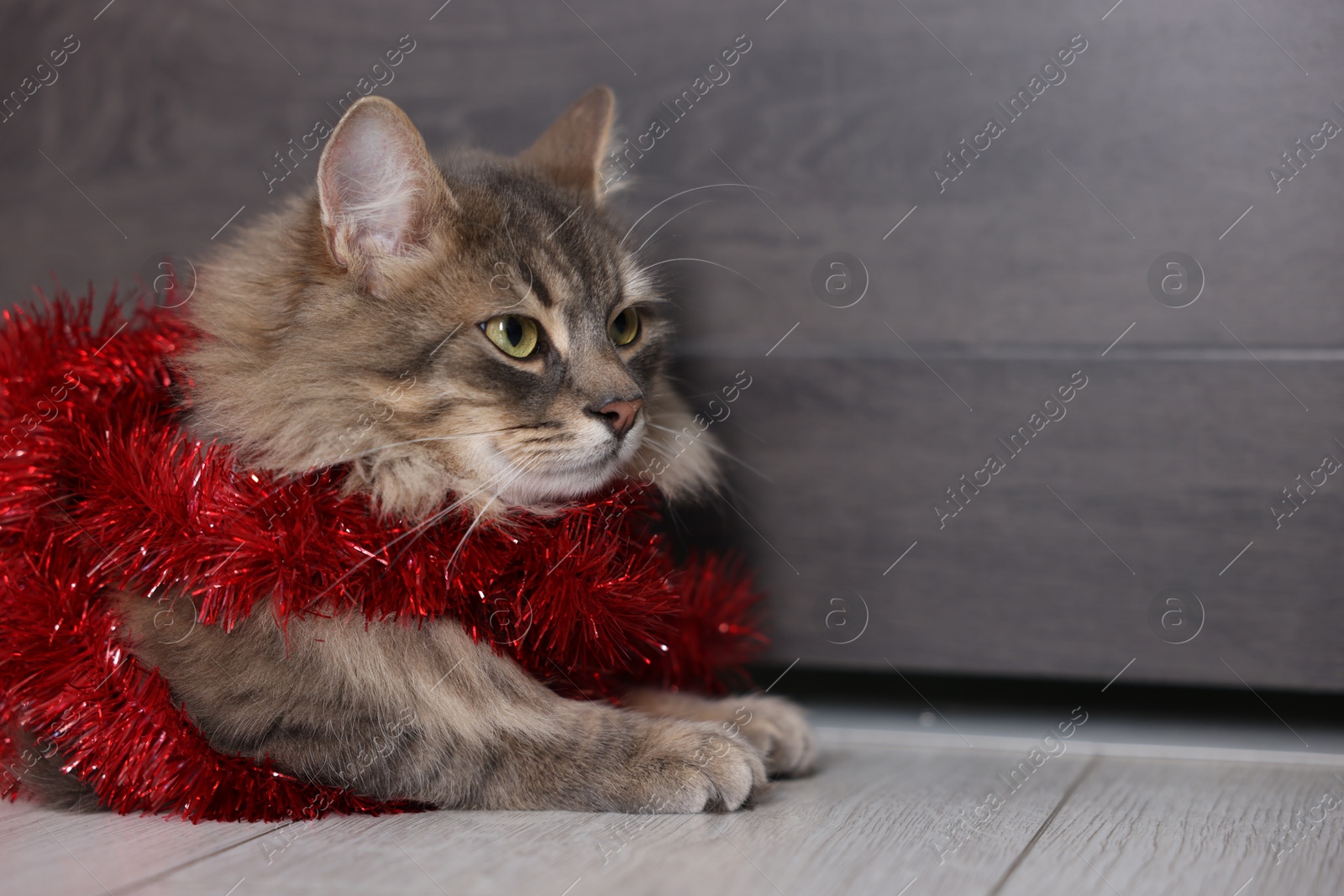 Photo of Cute cat with red Christmas tinsel on floor, space for text