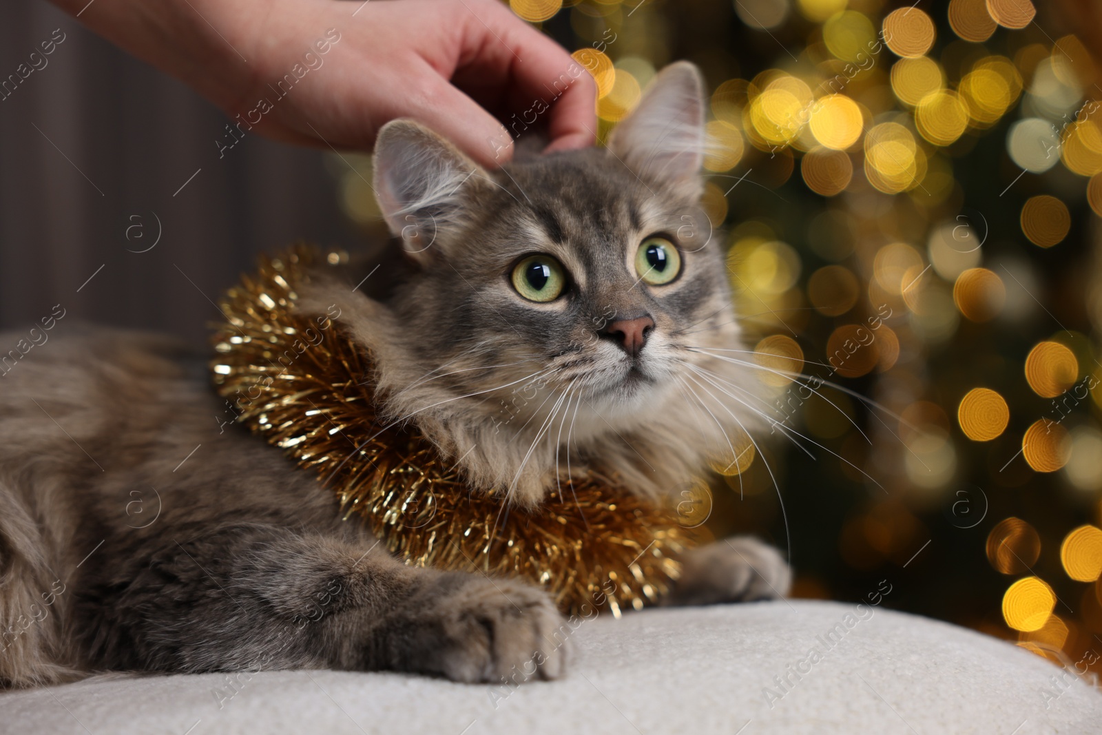 Photo of Woman petting cute cat with bright tinsel against blurred lights, closeup. Christmas atmosphere