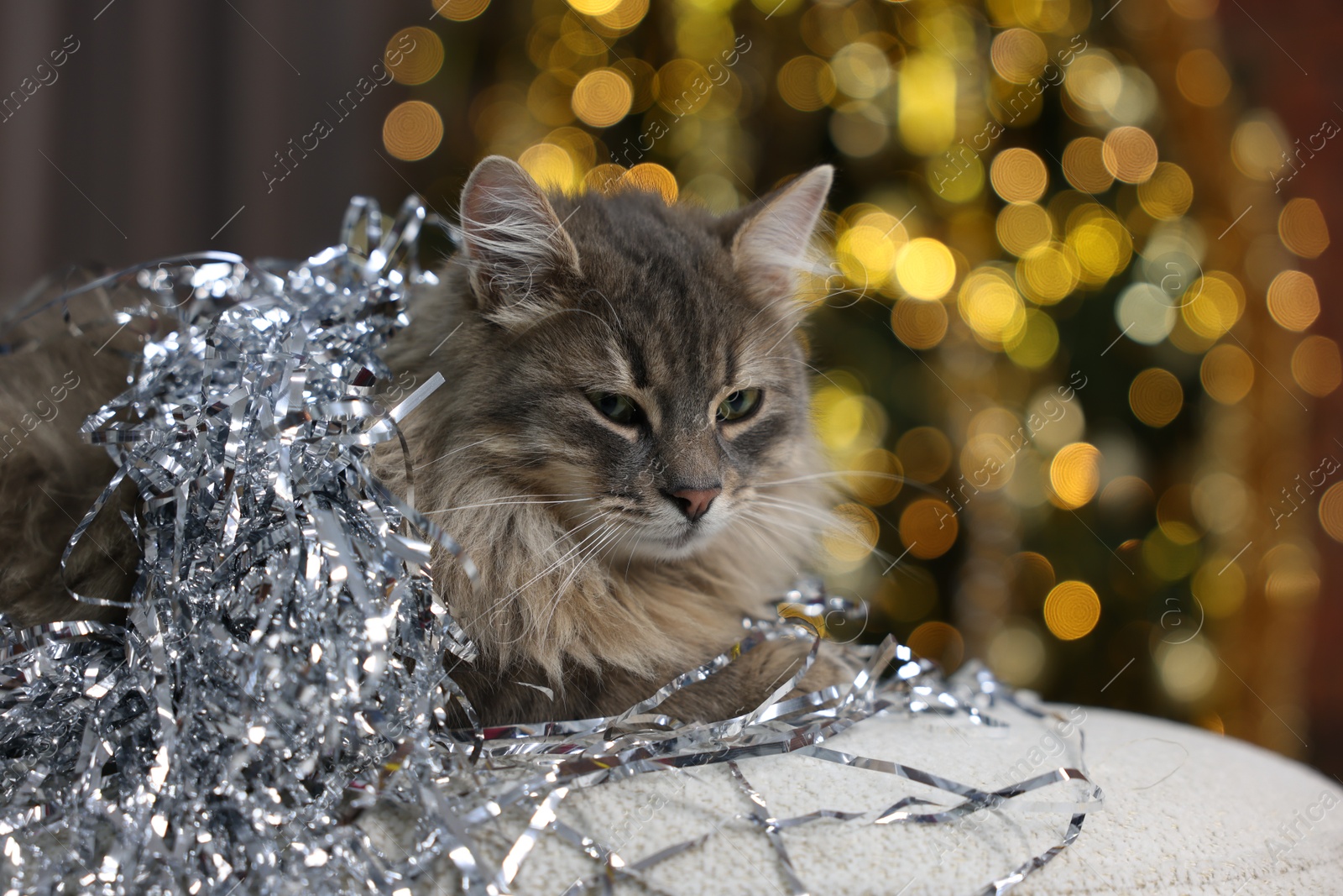 Photo of Cute cat with shiny tinsel on pouf against blurred lights, closeup. Christmas atmosphere