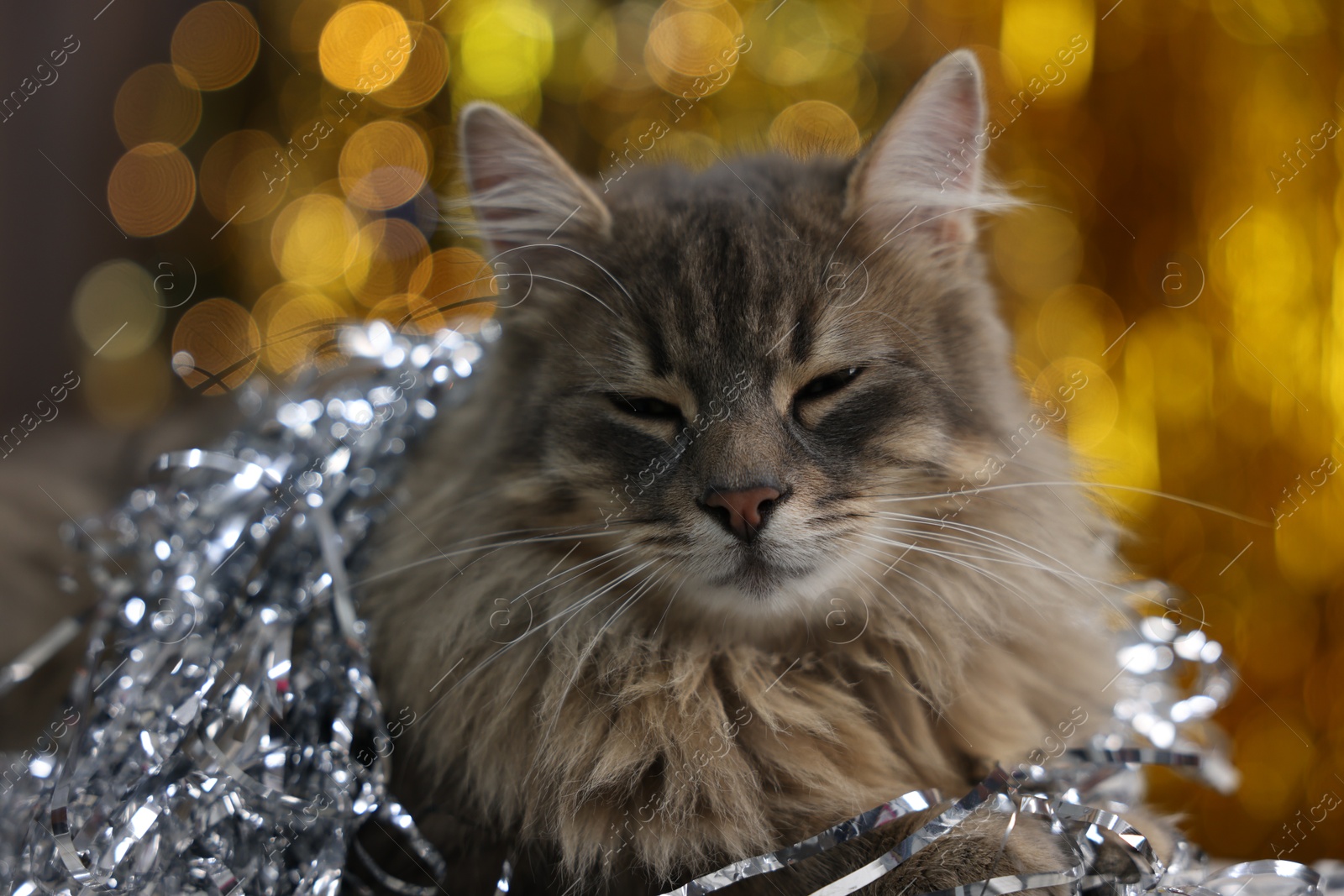 Photo of Cute cat with shiny tinsel against blurred lights, closeup. Christmas atmosphere