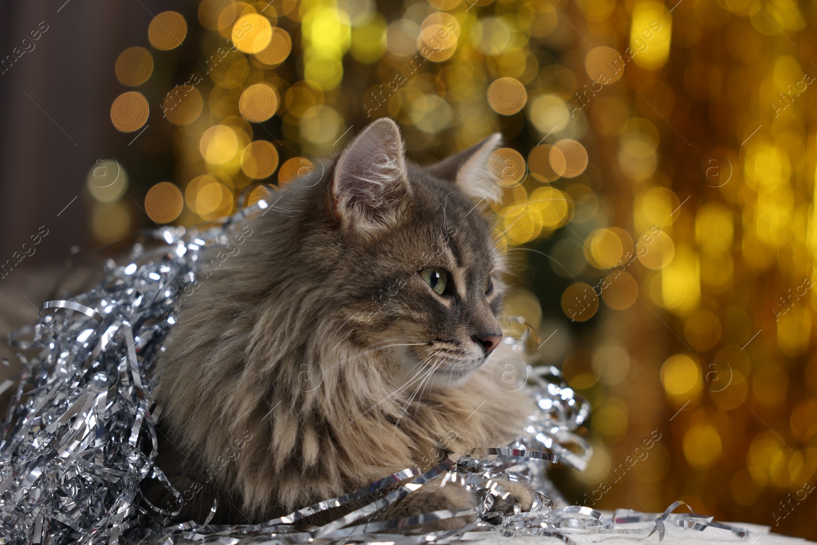 Photo of Cute cat with shiny tinsel against blurred lights, closeup. Christmas atmosphere