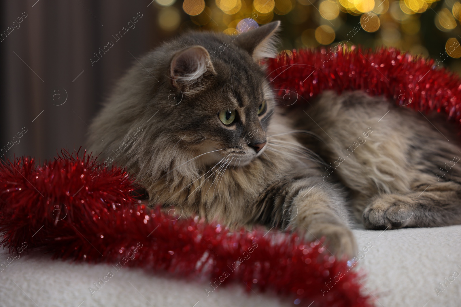 Photo of Cute cat with red tinsel on pouf, closeup. Christmas atmosphere