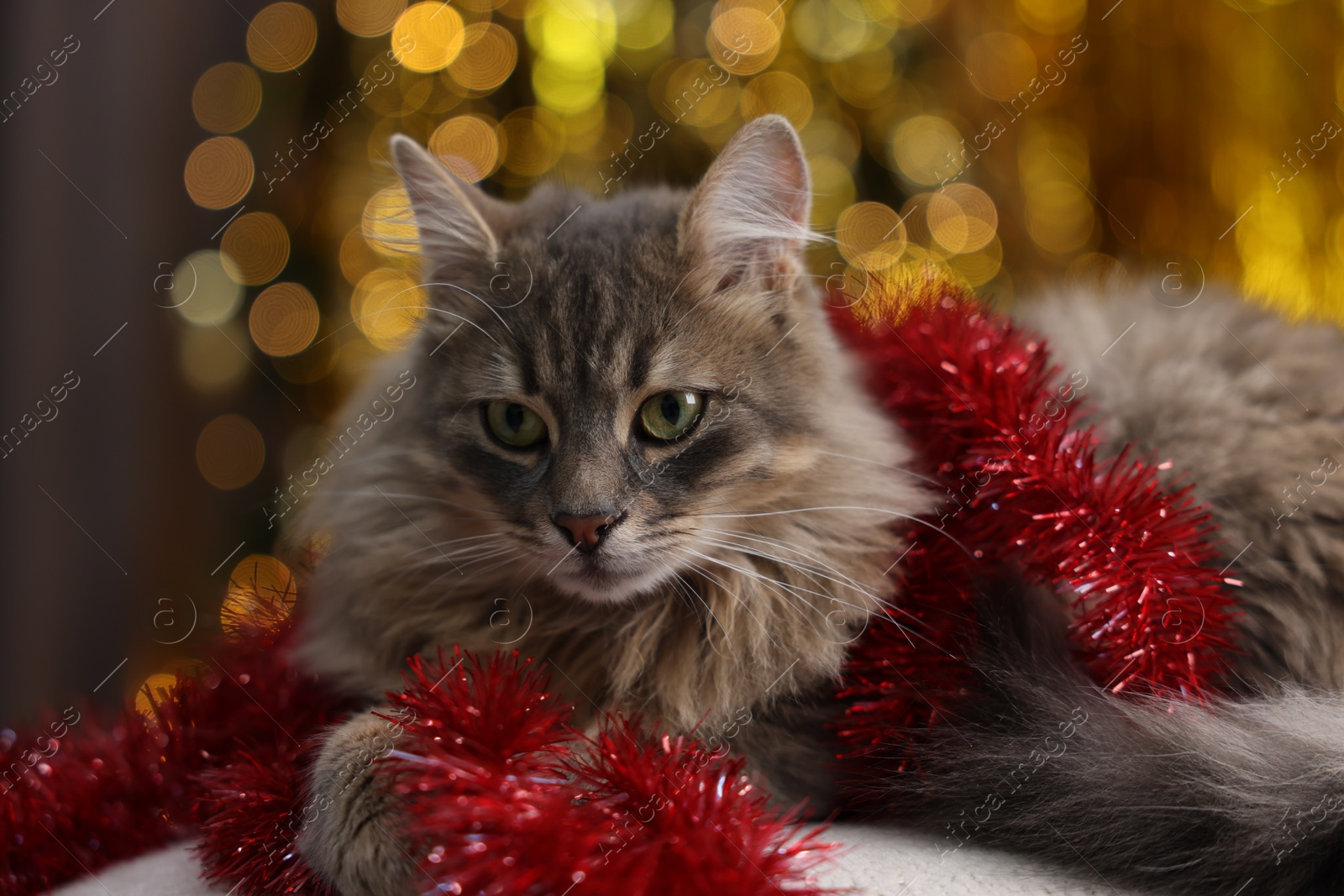 Photo of Cute cat with red tinsel on pouf against blurred lights, closeup. Christmas atmosphere