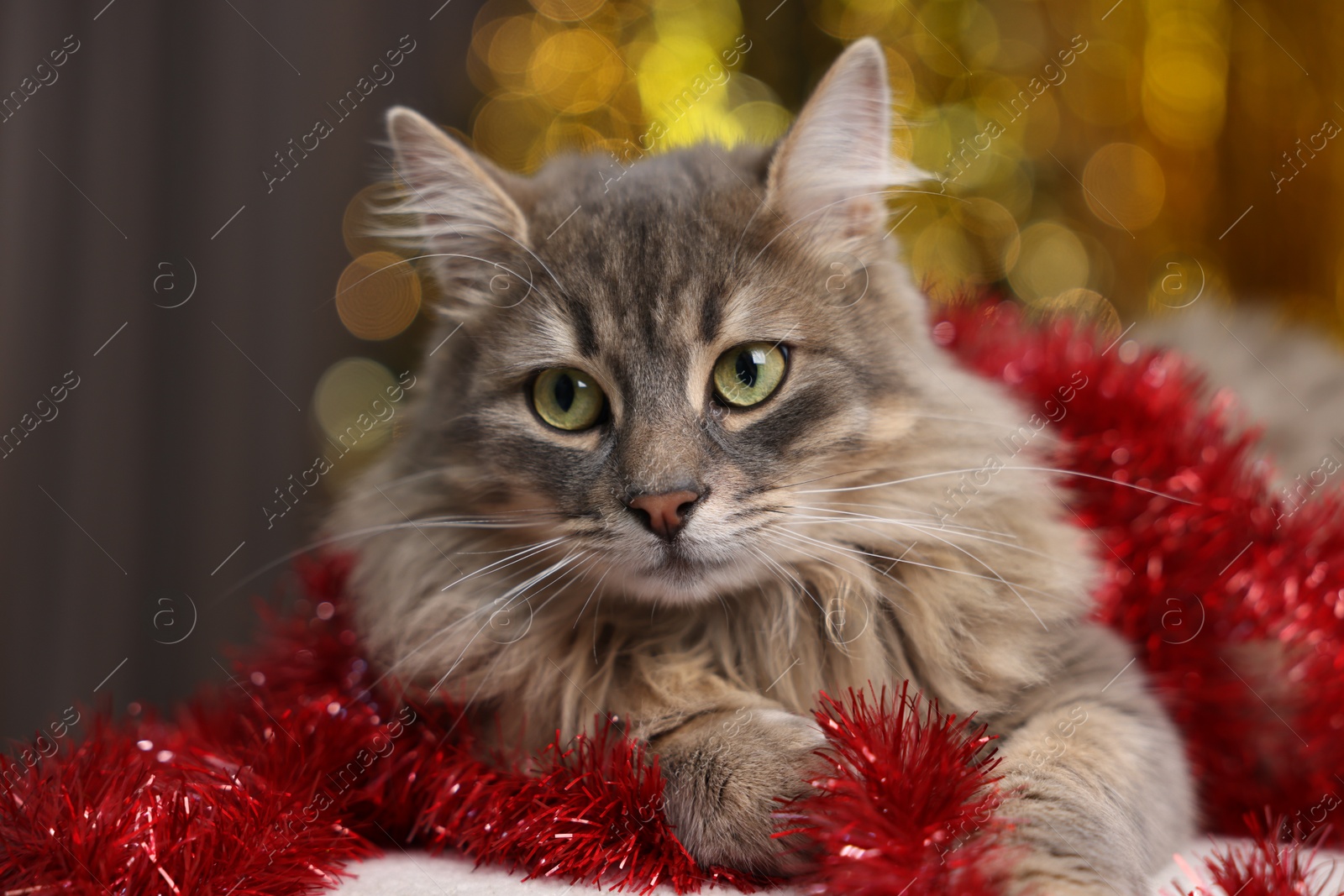 Photo of Cute cat with red tinsel on pouf against blurred lights, closeup. Christmas atmosphere