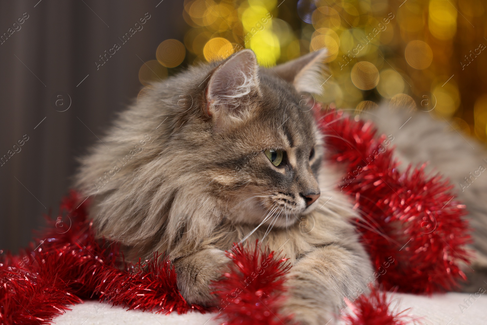 Photo of Cute cat with red tinsel on pouf against blurred lights, closeup. Christmas atmosphere