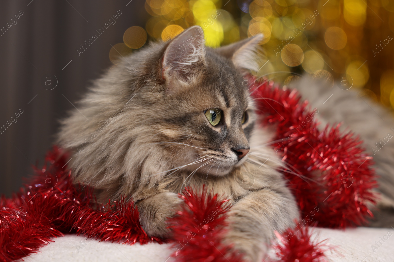 Photo of Cute cat with red tinsel on pouf against blurred lights, closeup. Christmas atmosphere