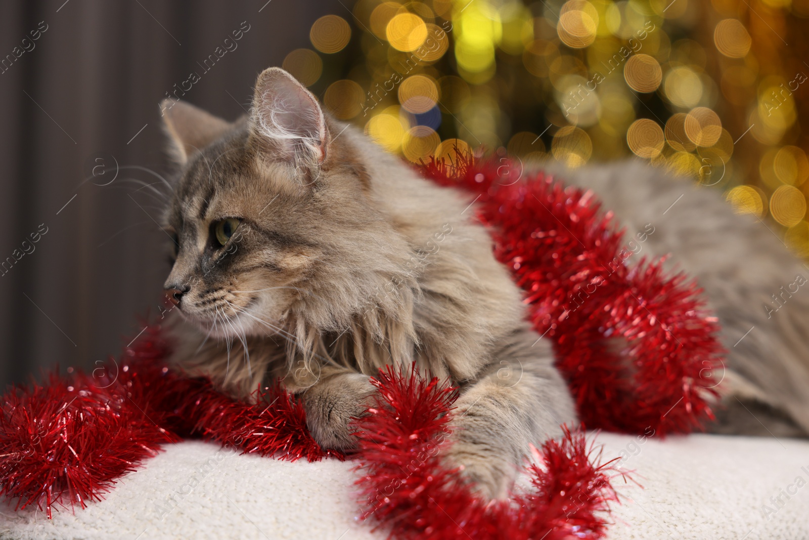 Photo of Cute cat with red tinsel on pouf against blurred lights, closeup. Christmas atmosphere