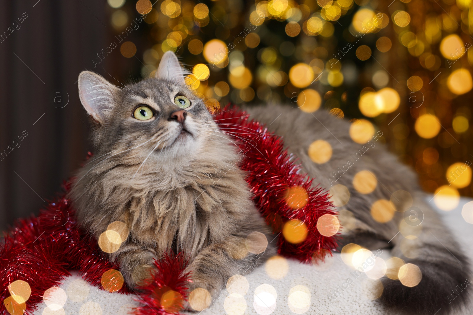 Photo of Cute cat with red Christmas tinsel on pouf against blurred lights. Bokeh effect