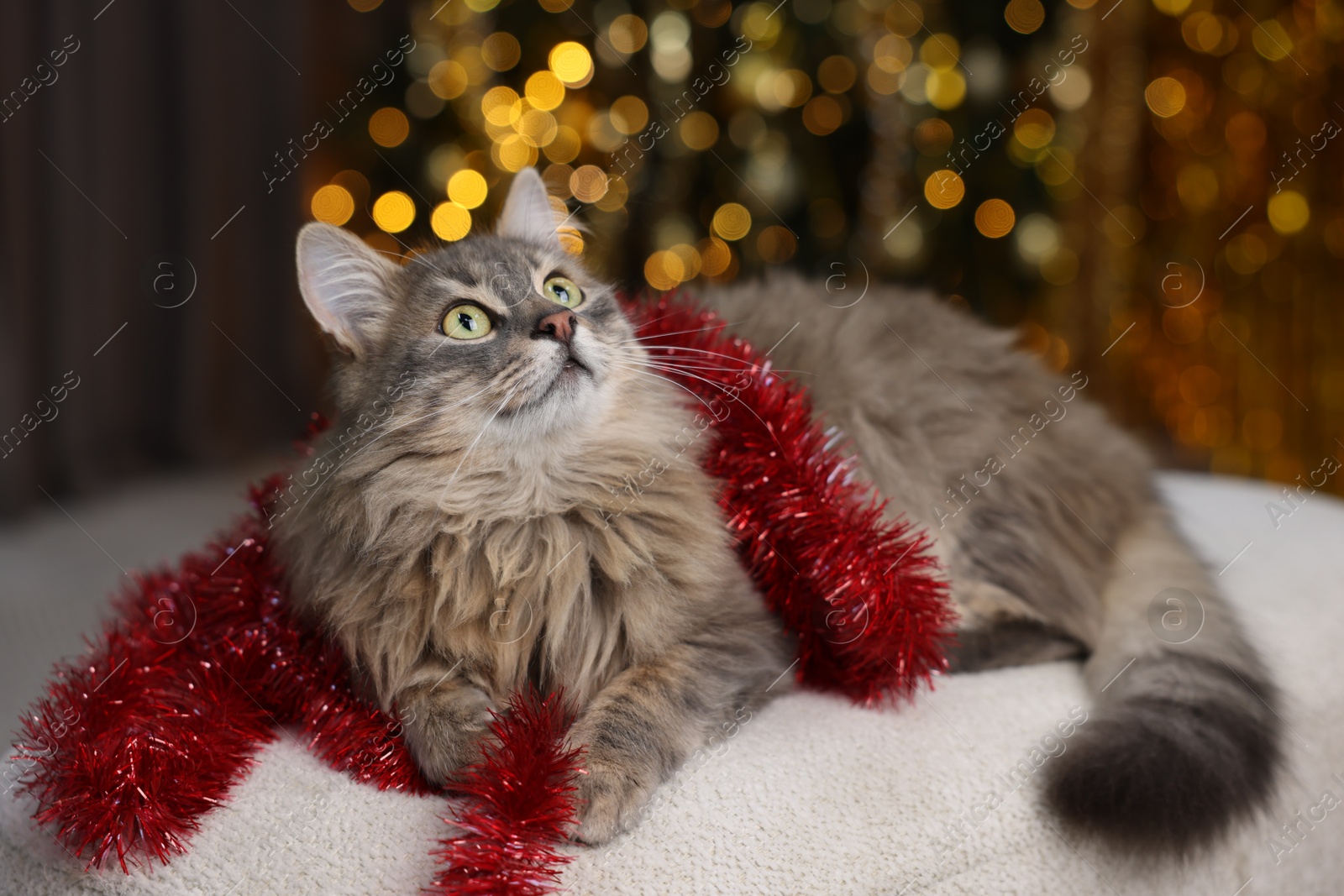 Photo of Cute cat with red tinsel on pouf against blurred lights. Christmas atmosphere