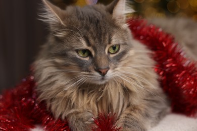 Photo of Cute cat with red Christmas tinsel indoors, closeup