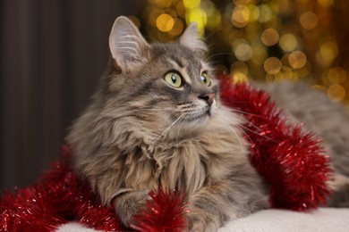 Photo of Cute cat with red tinsel on pouf against blurred lights. Christmas atmosphere