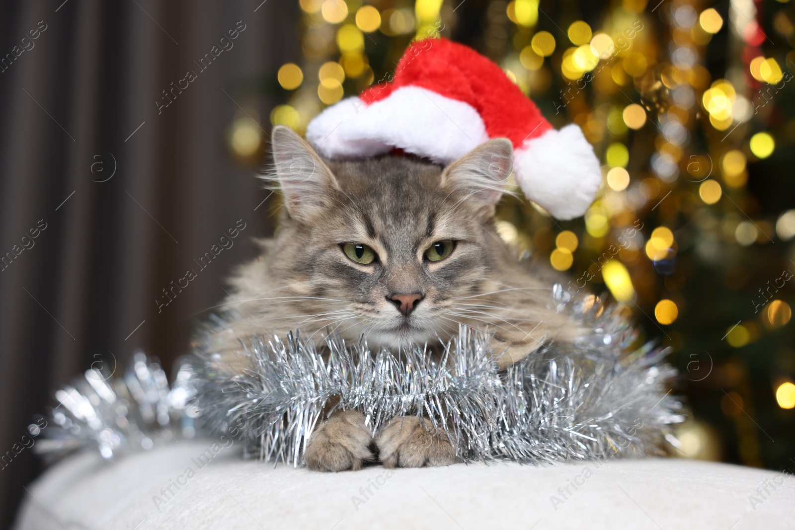 Photo of Cute cat in Santa hat with shiny tinsel on pouf against blurred lights. Christmas atmosphere