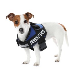 Photo of Service dog. Cute Jack Russell Terrier in vest isolated on white