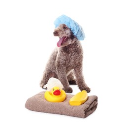 Photo of Cute dog with shower cap and other bath accessories on white background