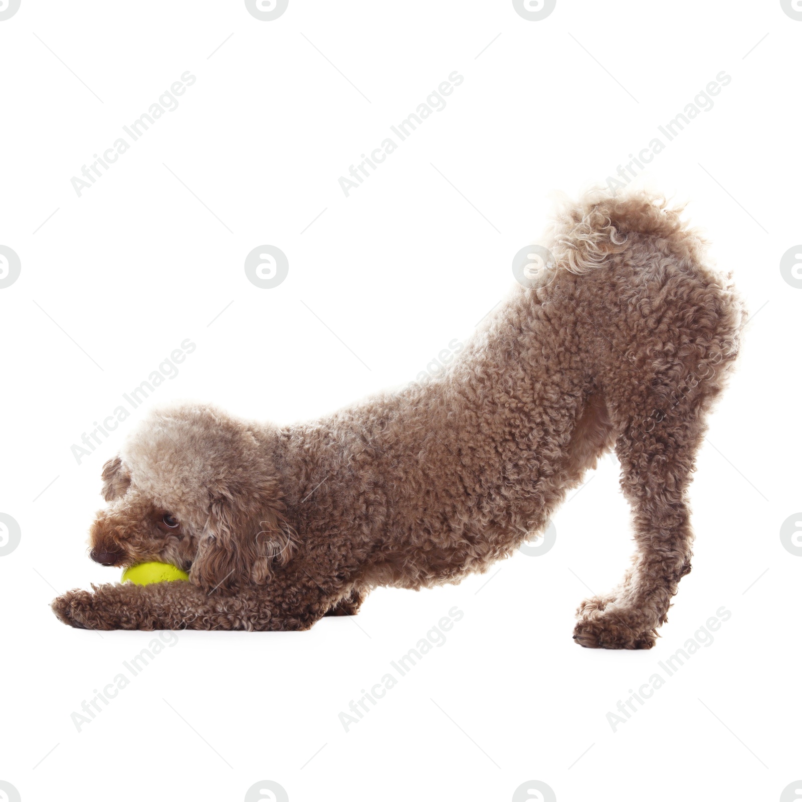 Photo of Cute dog playing with toy on white background. Adorable pet