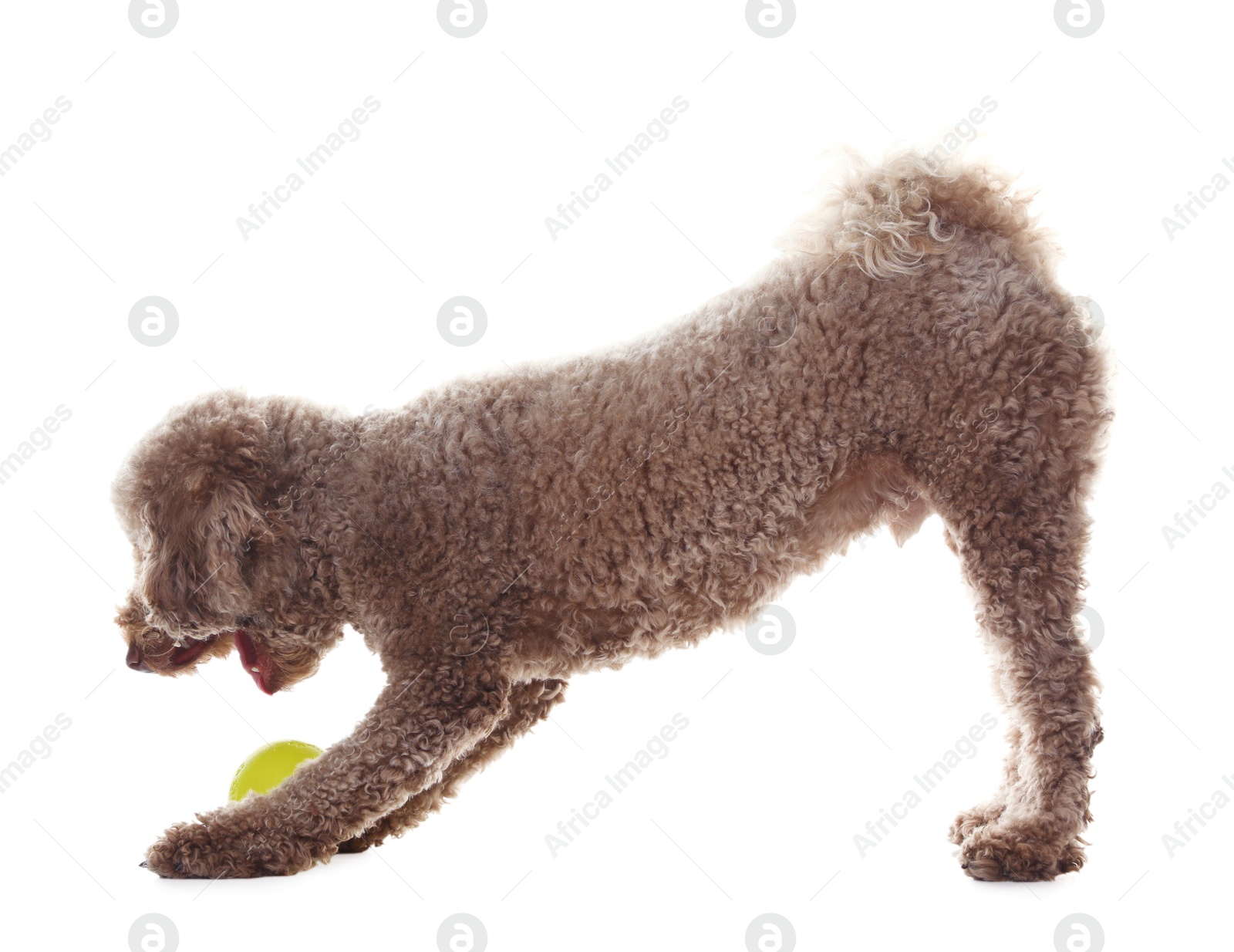 Photo of Cute dog playing with toy on white background. Adorable pet