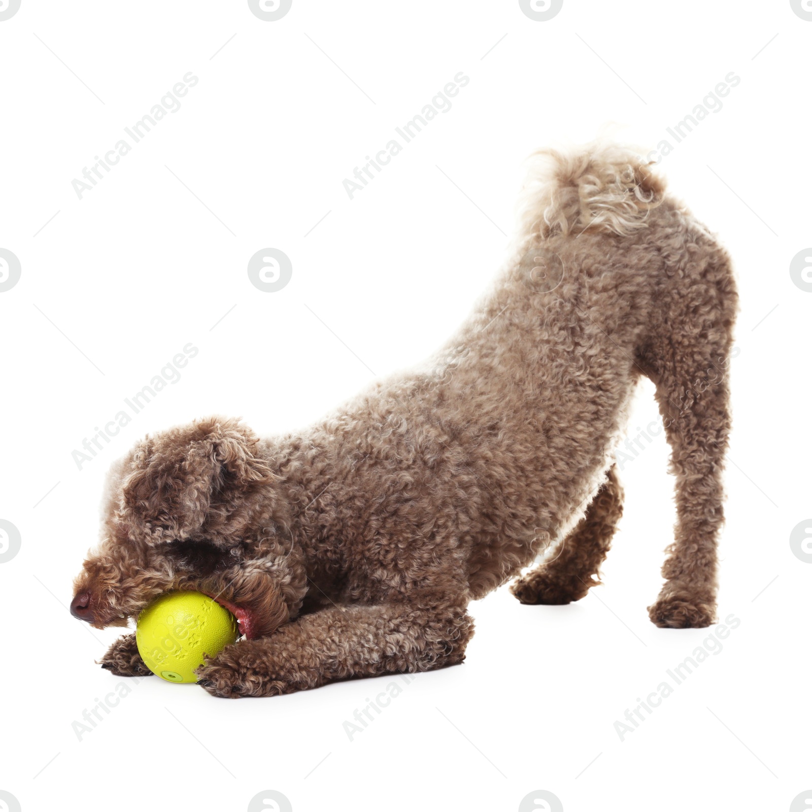 Photo of Cute dog playing with toy on white background. Adorable pet