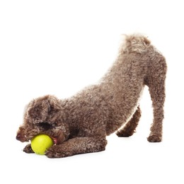 Photo of Cute dog playing with toy on white background. Adorable pet