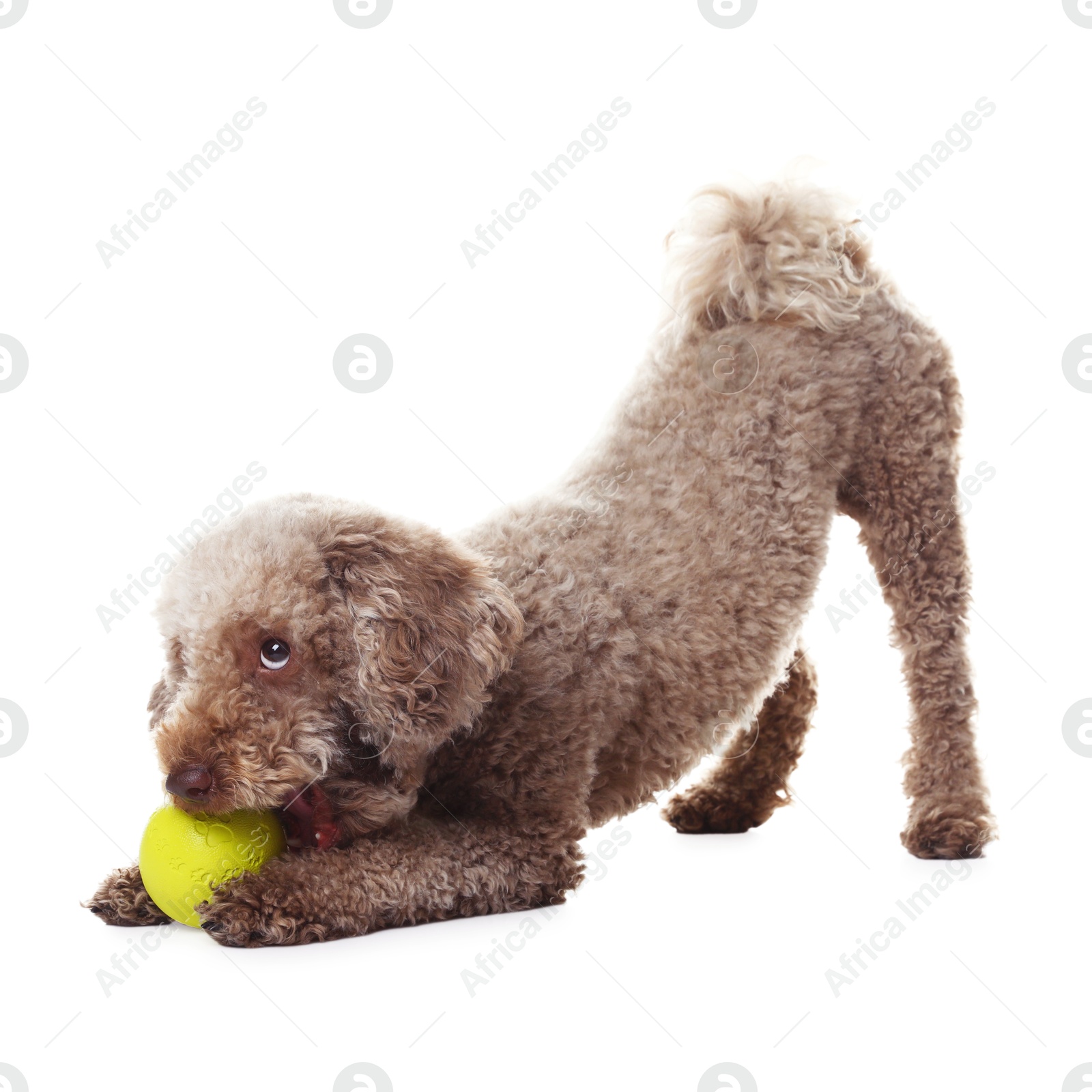 Photo of Cute dog playing with toy on white background. Adorable pet