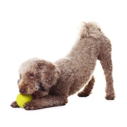 Photo of Cute dog playing with toy on white background. Adorable pet