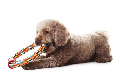 Photo of Cute dog with toy on white background. Adorable pet