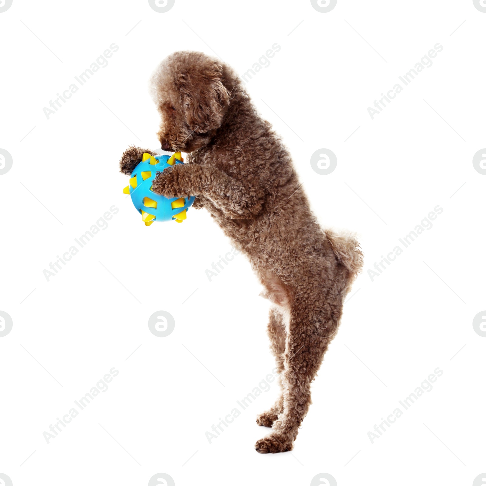 Photo of Cute dog playing with toy on white background. Adorable pet