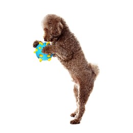 Photo of Cute dog playing with toy on white background. Adorable pet