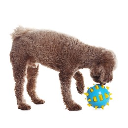 Photo of Cute dog playing with toy on white background. Adorable pet