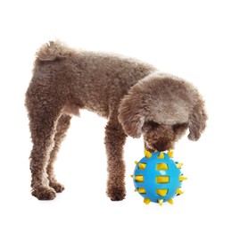 Photo of Cute dog playing with toy on white background. Adorable pet