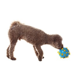 Photo of Cute dog playing with toy on white background. Adorable pet