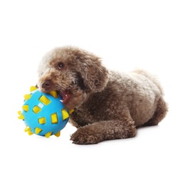 Photo of Cute dog with toy on white background. Adorable pet