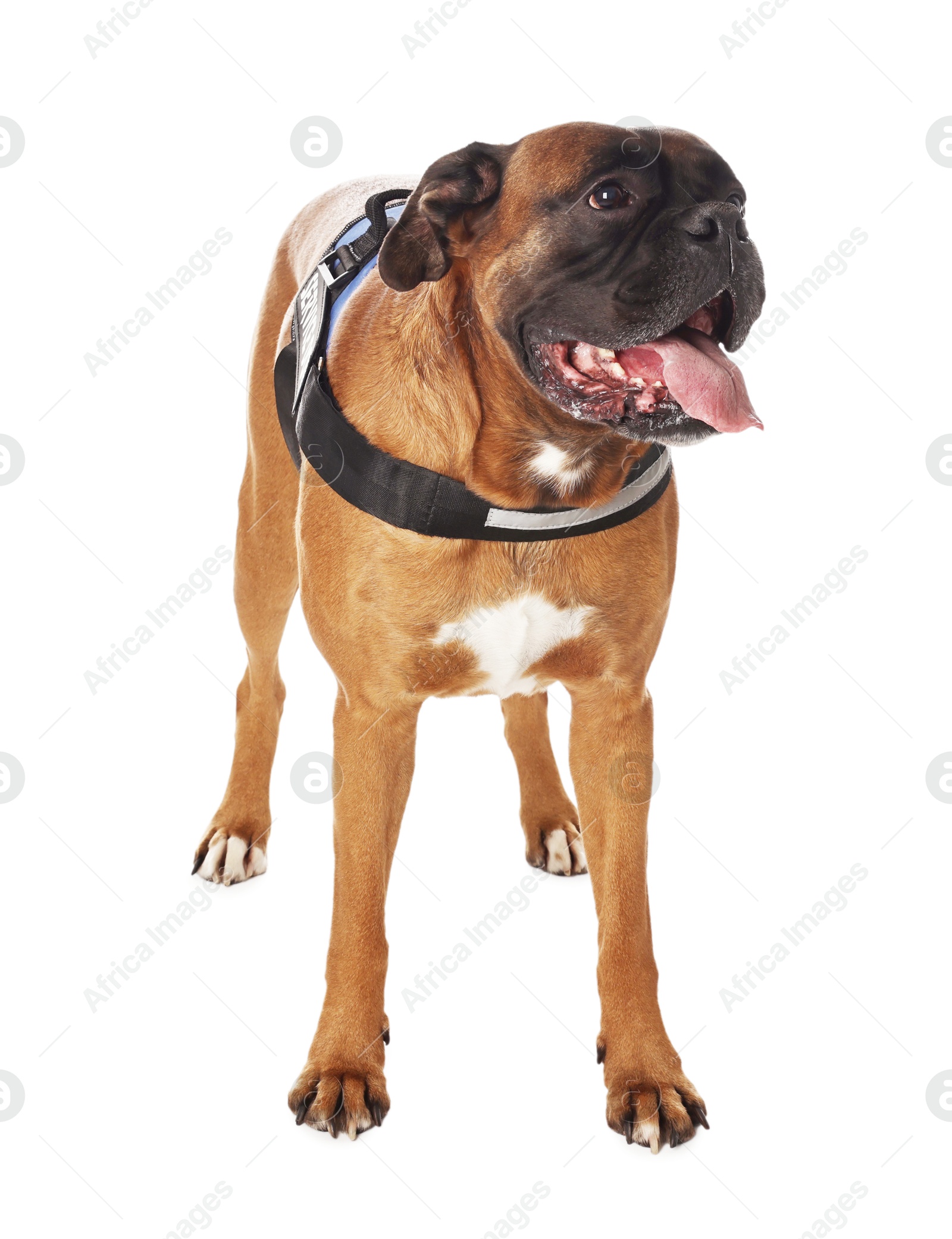 Photo of Cute service dog in vest on white background