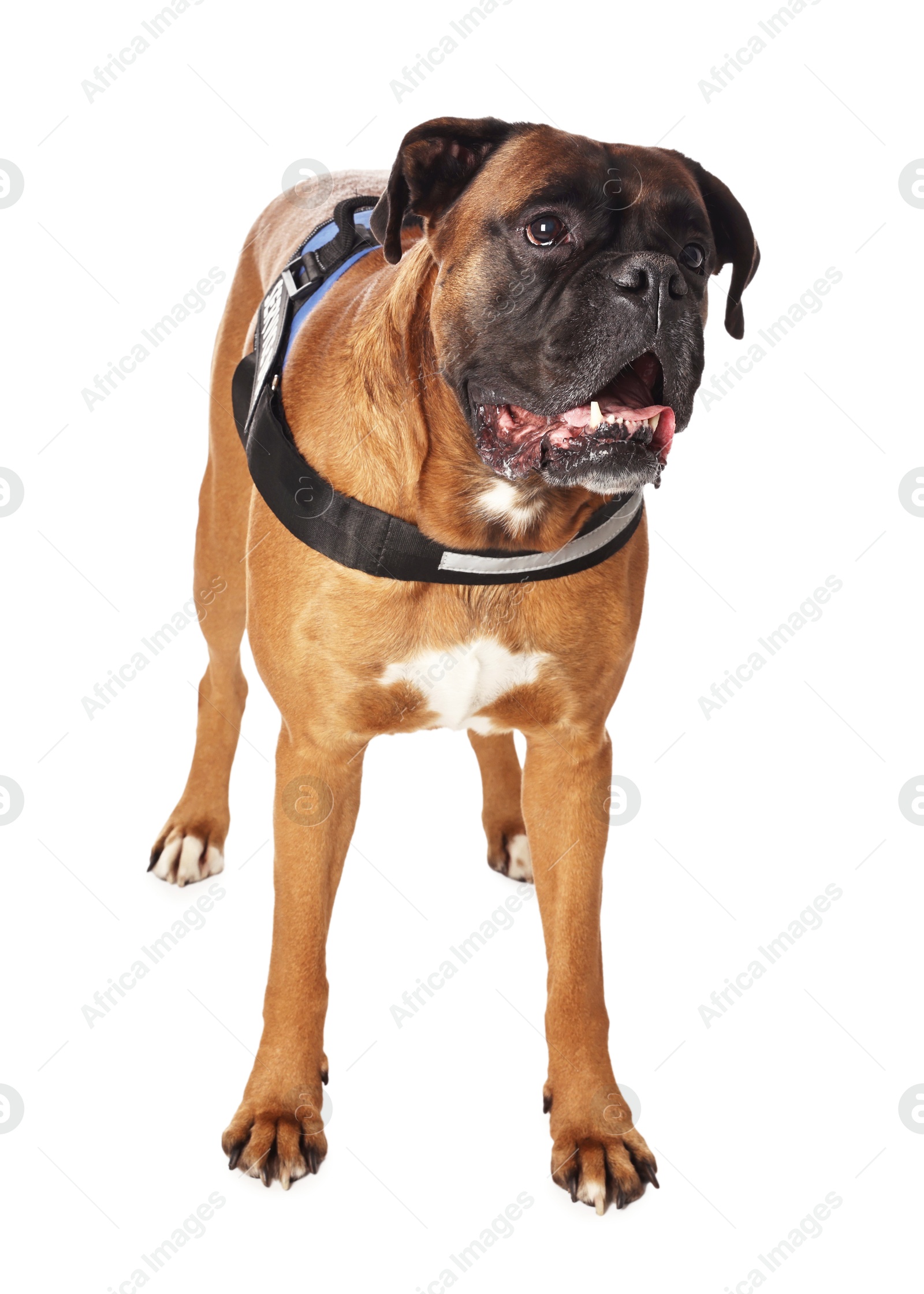 Photo of Cute service dog in vest on white background