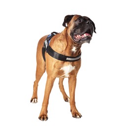 Photo of Cute service dog in vest on white background